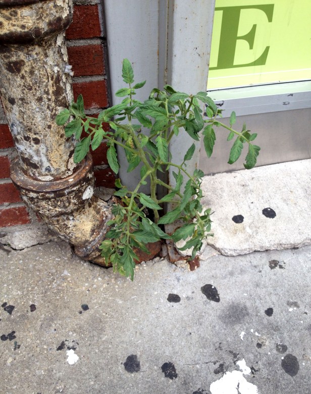 One lone brave tomato