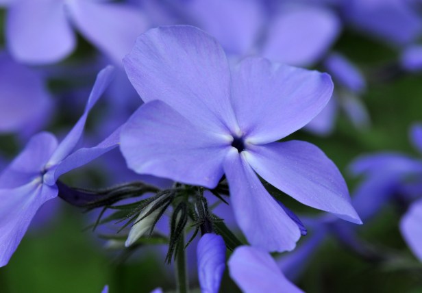 Woodland phlox