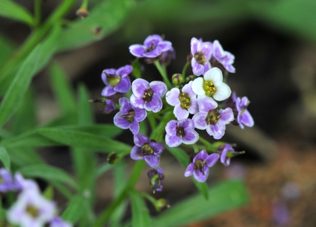 Alyssum 'Royal Carpet' a mix of mostly purple and white tiny flowers