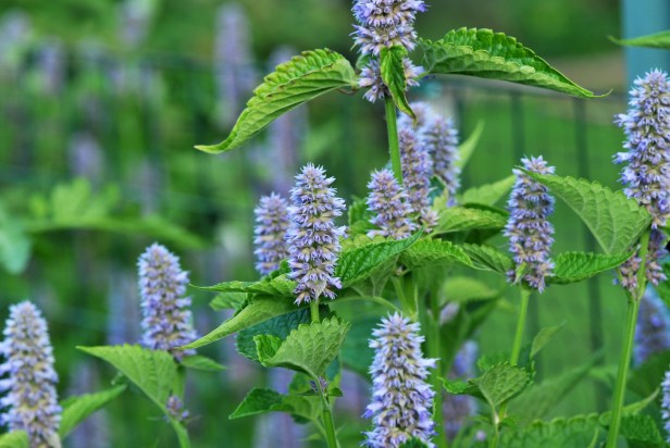 Anise hyssop