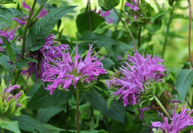 Beebalm