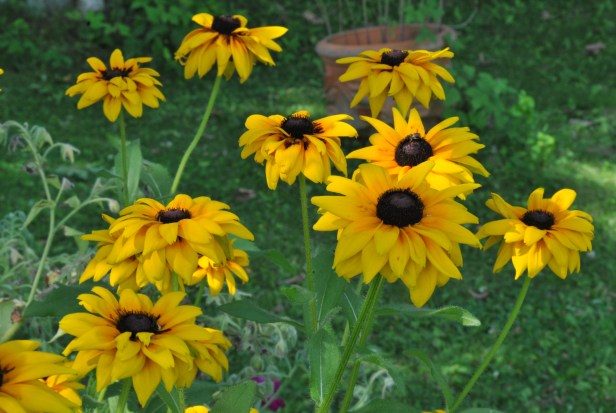 Black-eyed Susan