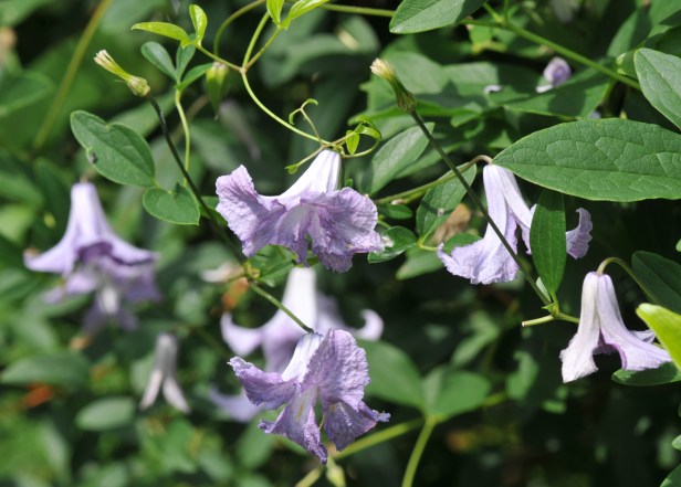 Clematis 'Betty Corning' keeps blooming through summer 
