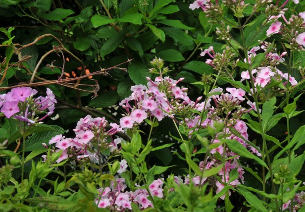 Pink Garden Phlox