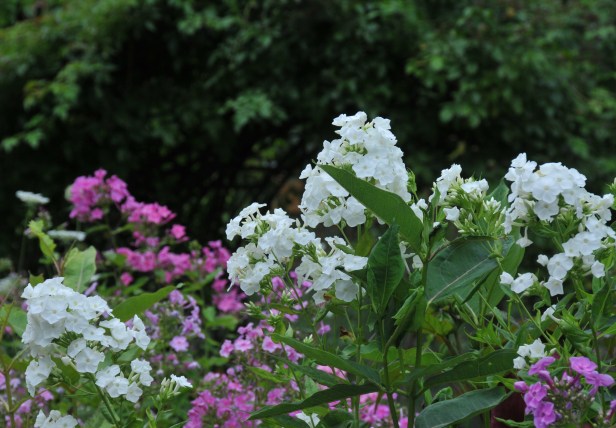 White and pink phlox