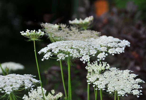 Queen Anne's lace