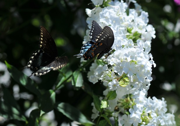 On Garden Phlox