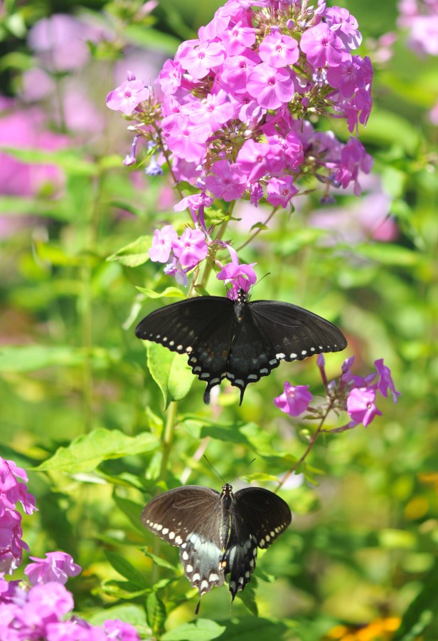 She kept going from one pink Phlox to another