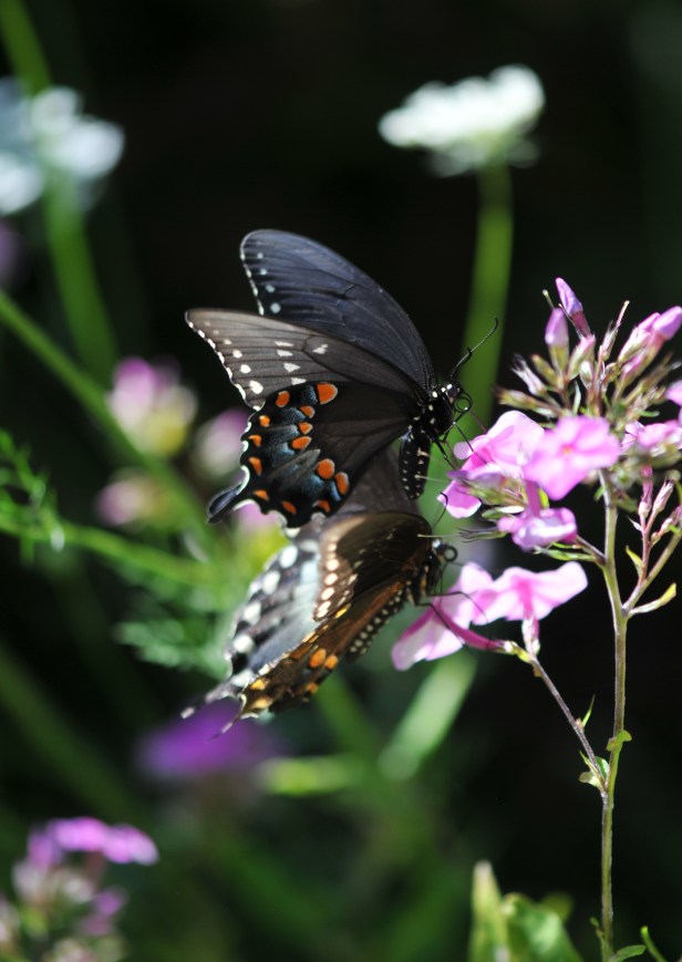 On pink Garden Phlox