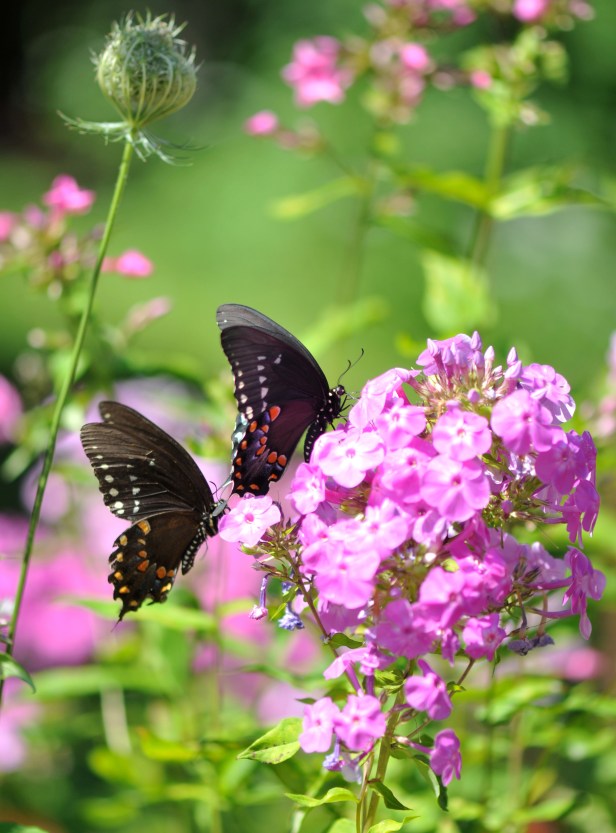 Then to another pink Phlox