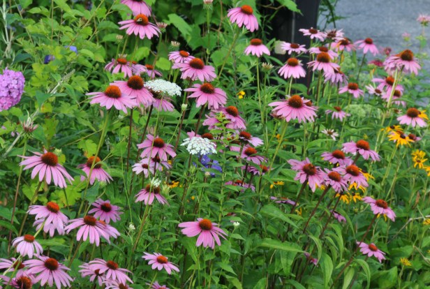 Echinacea