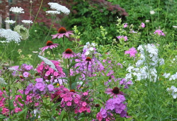 Garden Phlox