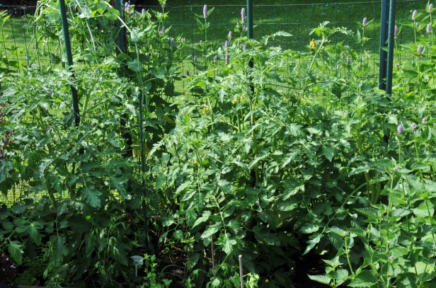 Tomato plants crowded with leaves