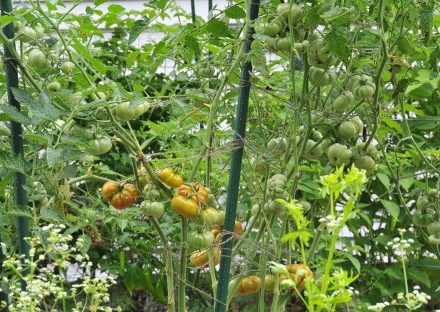 Ceylon tomato, a medium sized tomato, I grew for the first time this year. Plenty of 1.5 to 2 inches fruits