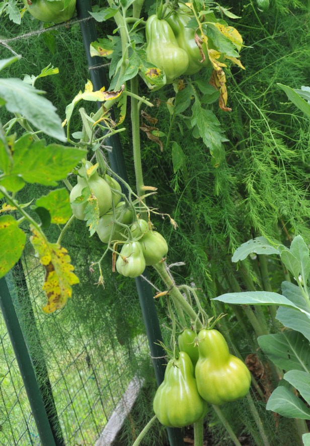 This one grew from seeds of the same tomato above but probably has to fight for food with the asparagus next to it so the fruits are much slimmer.