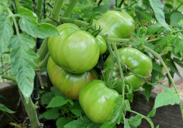 Another Cherokee purple, our favorite, started to turn.  The stem also bent from the weight.