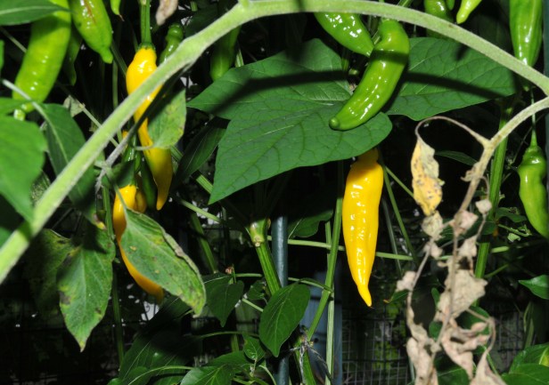 Lemon Drop, a bright Canary yellow with citrus scent