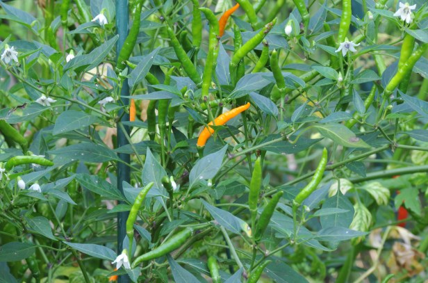 This yellow Thai chili is long and very skinny.  It's spicy but not as much as the small red one above