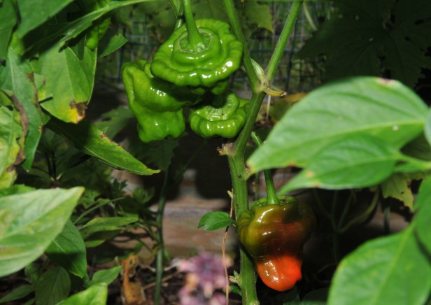 Jamaican Red chili has just started to ripen.  I skipped the yellow kind this year
