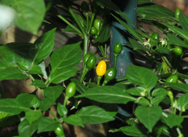 Wild Brazil, very small Canary yellow chili with citrus scent.  The plant is very short, about six inches in height