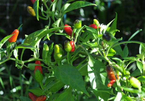 Small size Thai chilies, around three quarters of an inch but don't underestimate the heat