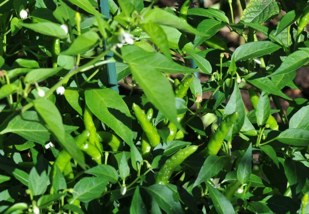 Himalayan chili, another grown from seeds a friend brought back. Supposed to be spicy but none of them have ripened yet so I can't really tell