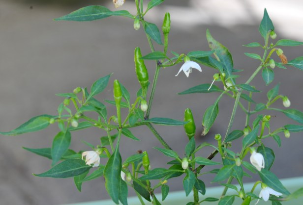 This tiny Thai chili or 'Prik-Kee-Nu' (mouse dropping) is around .5 inch long or smaller but packs a lot of heat