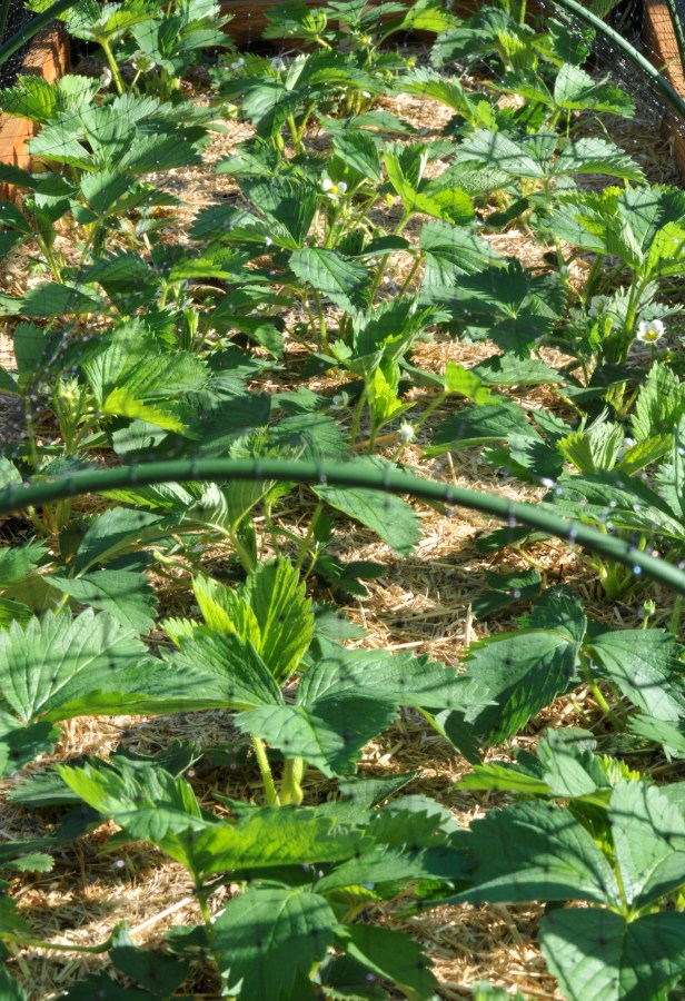 In May, covered them with a net