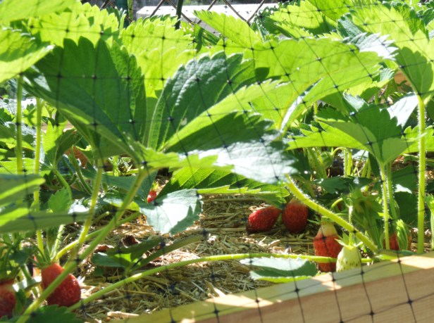 Plenty of strawberries in early June
