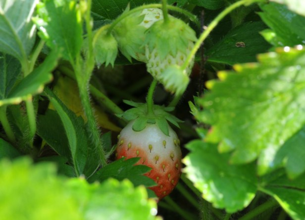 Some ripening strawberries in August