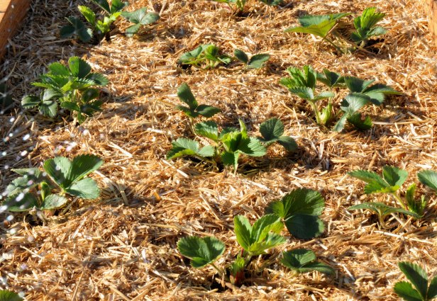 Moved them up to the planter in April, with six to seven inches between them, and mulched with hay