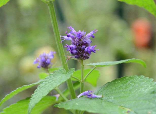 Anise Hyssop