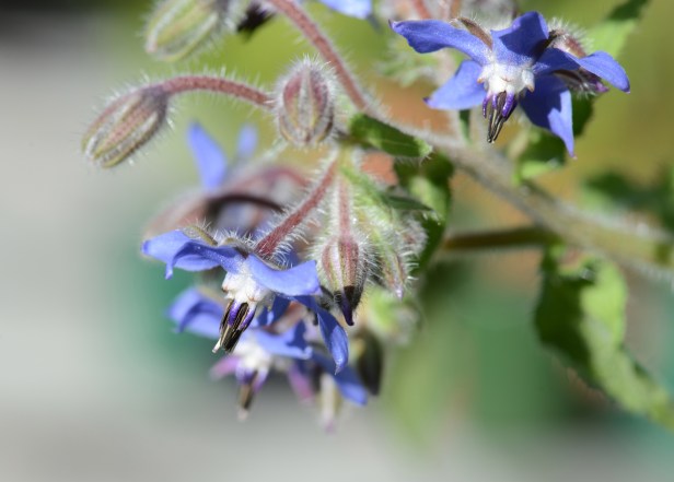 Borage