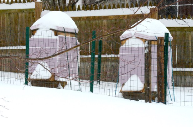 Beehives last winter, with two inches of foam board insulation.  They came out of the winter well