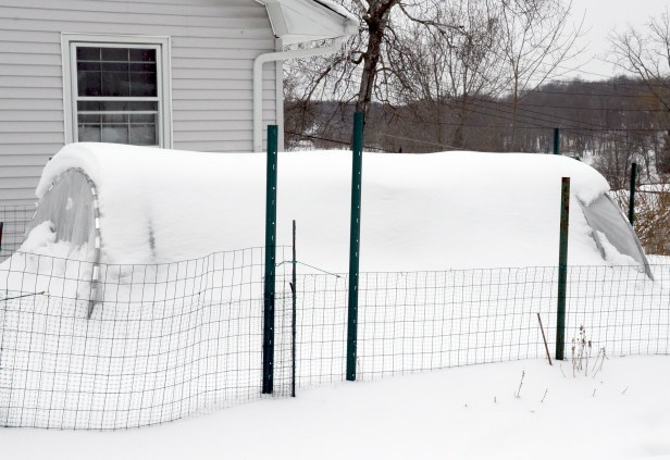 Our cold frame last winter had become a little igloo. The frame slightly collapsed inward from heavy snow.