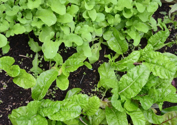 Arugula and Swiss chard in late October