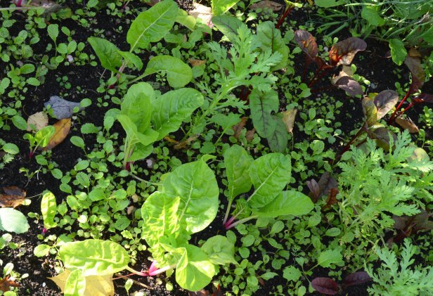 Swiss chard among Mustard green 'Dragon tongue' and Edible Chrysanthemum