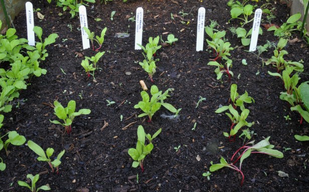 Arugula and Swiss chard seedlings in early September.