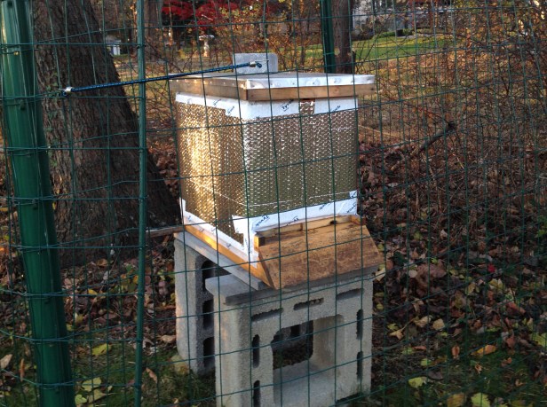 One of the new hives captured from a swarm in spring