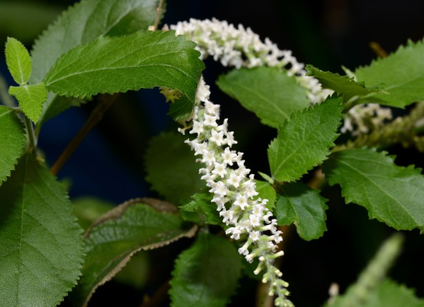 Almond verbena will continue flowering, even under artificial light, if I keep cutting and feeding them