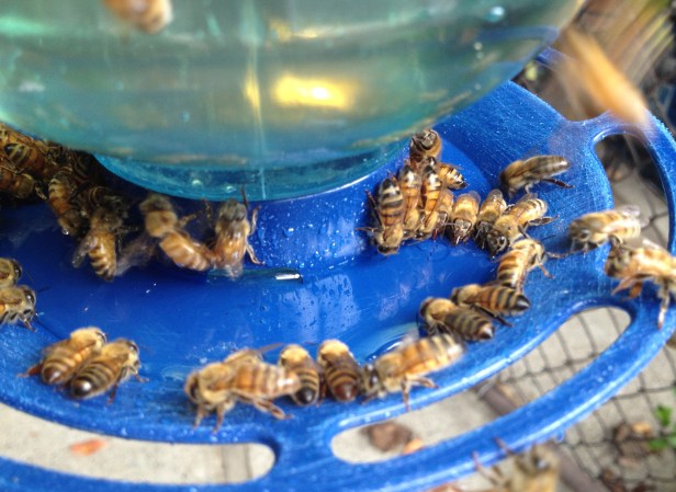 A bird water feeder, filled with sugar syrup, with the sanded tray to provide traction