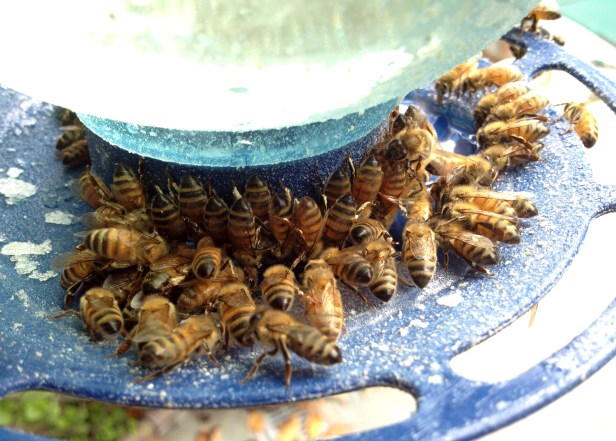 Honeybees lined up at the feeder.