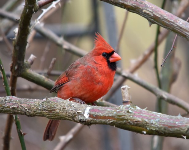 Male Northern Cardinal in the rose bush