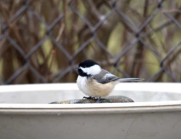 Chickadee enjoying a heated birdbath