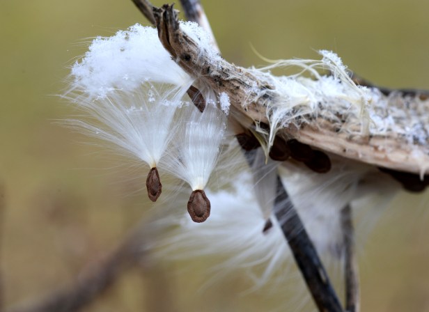 Milkweed seeds still hanging on to the seedpod, topped with light snow