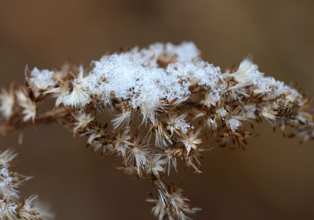 Spent Goldenrod flowers