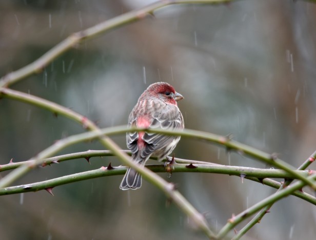 House Finch waiting his turn at the feeder