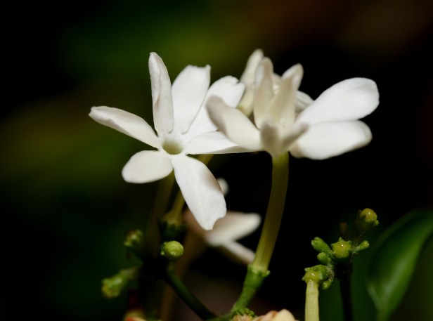 Azores jasmine (Jasminum azoricum) has very subtle scent