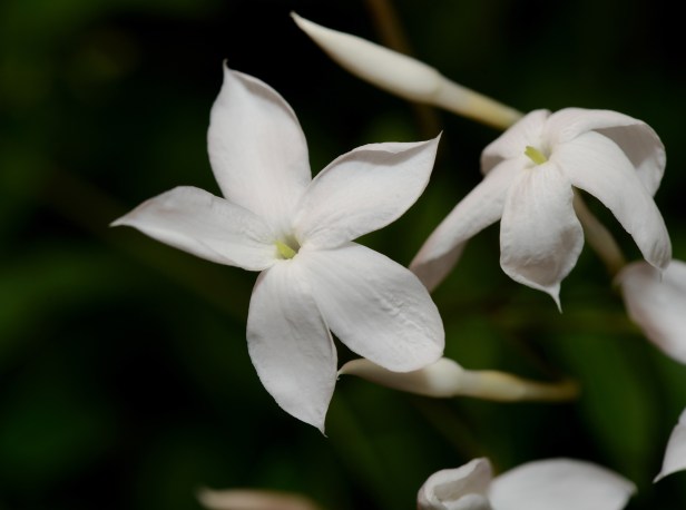 Winter jasmine close up