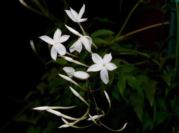 Winter jasmine (Jasminum polyanthum) with delicate vine and flowers but very strong scent